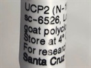 Good UCP2 Western Blot Antibody from Santa Cruz