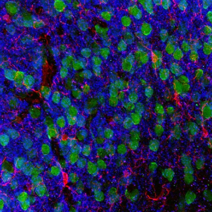 gut microbes