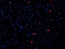 Good Cell Proliferation (Ki67) Marker Antibody
