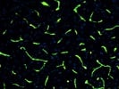 Good Claudin-5 Antibody from Thermo
