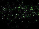 Good SOX-10 Antibody from R&D