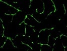 Best Antibody to Stain ZO-1