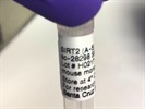 Time Course Effect of Sirt-2 by Chemoattractant