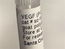 Time Course Effect of VEGF by Chemoattractant