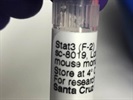 Time Course Effect of STAT-3 by Chemoattractant