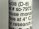 Time Course Effect of P-P38 by Chemoattractant