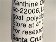 Time Course Effect of Xanthine Oxidase by Chemoattractant