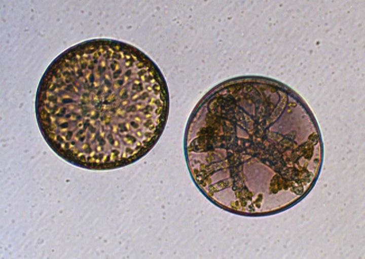 Sporangium