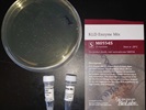 Efficient Site-Directed Mutagenesis