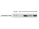 Great Robust Antibody to Assess PRAS40 Activity Via Western Blotting