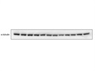 Great Multipurpose Antibody for a-Tubulin