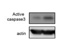 Good Antibody to Assess Cell Death Via Caspase-3 Cleavage