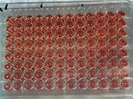 Good XTT Reagent
