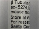 Good Antibody to Do Immunoblot for ß-Tubulin Protein