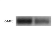 Great Multipurpose Antibody for c-MYC from CST