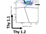 Great Flow Antibody for Thy1.2 Surface Staining