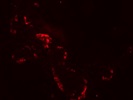 Good Staining in Mouse Embryonic and Adult Pancreas