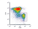 Great CD8 Antibody for Human