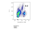 Easy-to-Use CD8b Antibody from BioLegend