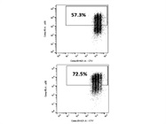 Great OVA I Peptide to Stimulate OVA+CD8+ T cells