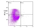 Staining CD80 in Skin