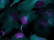 Multicolor Super Resolution