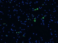 Good CD45 Monoclonal Antibody from Thermo
