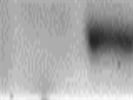 Relatively Good Antibody for pAkt T308