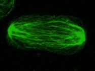 Great Antibody for Tubulin