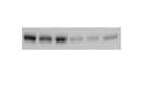 Clear Antibody for AMPK-a