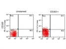 Staining CD163 in THP1 Cells