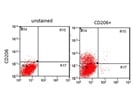 Staining CD206 in THP1 Cells