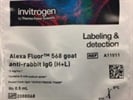High-Quality Secondary Antibody for IF Experiments