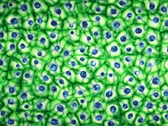 Microplate Reader Assays for Cell Proliferation