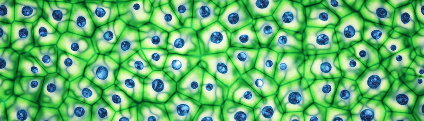  Microplate Reader Assays for Cell Proliferation