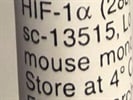 A Good HIF-1alpha Antibody for Western Blot