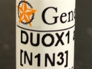 A Good DUOX1 Antibody for Western Blot