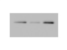 Great Histone Methylation Antibody for Western