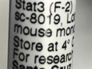 A Good Stat3 Antibody for Western Blot