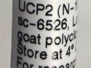 A UCP2 Antibody for Western Blot