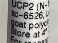 A UCP2 Antibody for Western Blot