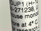A Good VDUP1 Western Blot Antibody