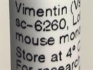 A Good Vimentin Antibody for Western Blot