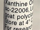 A Good Xanthine Oxidase for Western Blot
