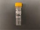 Excellent Anti-Mouse IgG Antibody for Western Blot