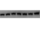 Rather Consistent Antibody but Not Always Specific for Lamin B