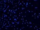 Good Nuclear Stain (DAPI)