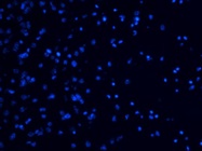 Good Nuclear Stain (DAPI)
