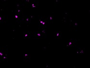 Good Cell Proliferation Marker from BD Biosciences