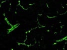 Excellent Antibody to Stain Zona Occludin 1 Proteins